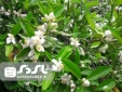 طرز تهیه مربای بهار نارنج هدیه پایگاه خبری نای ذی نیوز به همراهان همیشگی این پایگاه