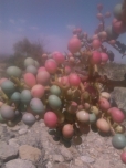 اغاز فصل بنه در منطقه پشتکوه مشکان
