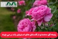 رایحه گل محمدی از گلستان های استهبان رخت بر می چیند