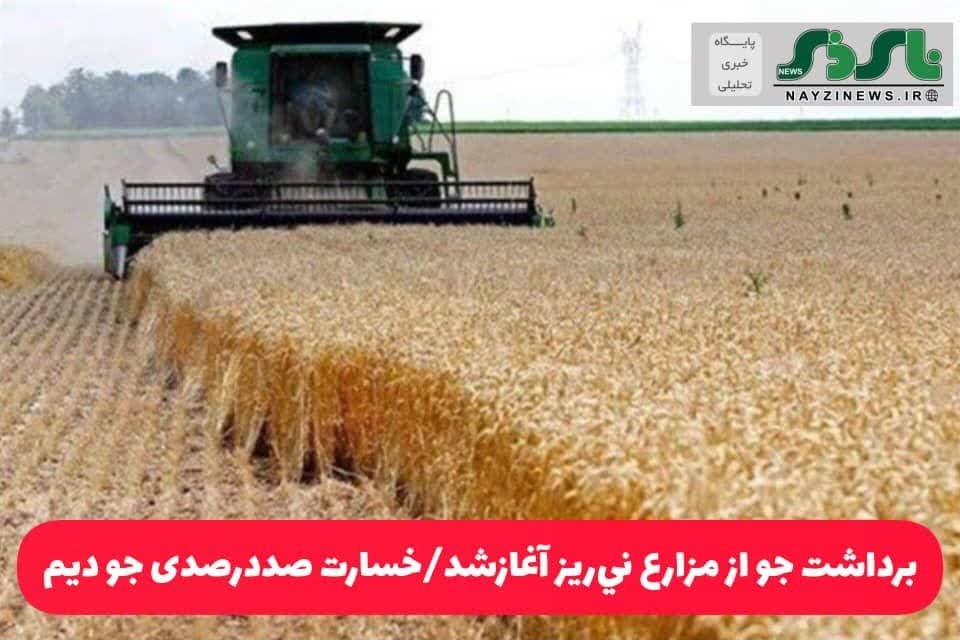 برداشت جو از مزارع ني‌ريز آغازشد/خسارت صددرصدی جو دیم