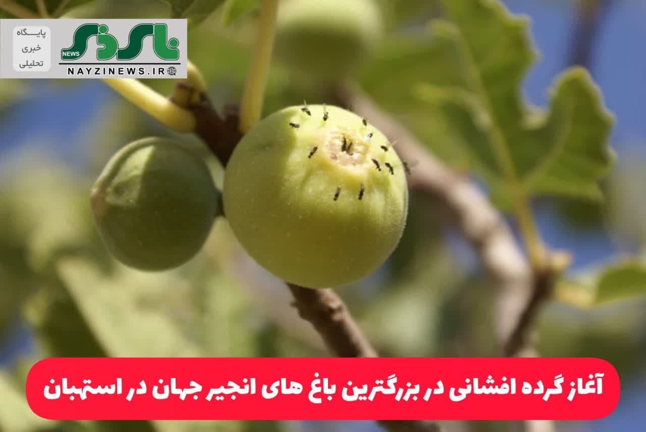 آغاز گرده افشانی در بزرگترین باغ های انجیر جهان در استهبان