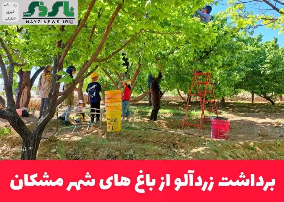 برداشت زردآلو از باغ های شهر مشکان