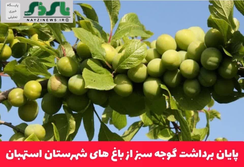پایان برداشت گوجه سبز از باغ های شهرستان استهبان