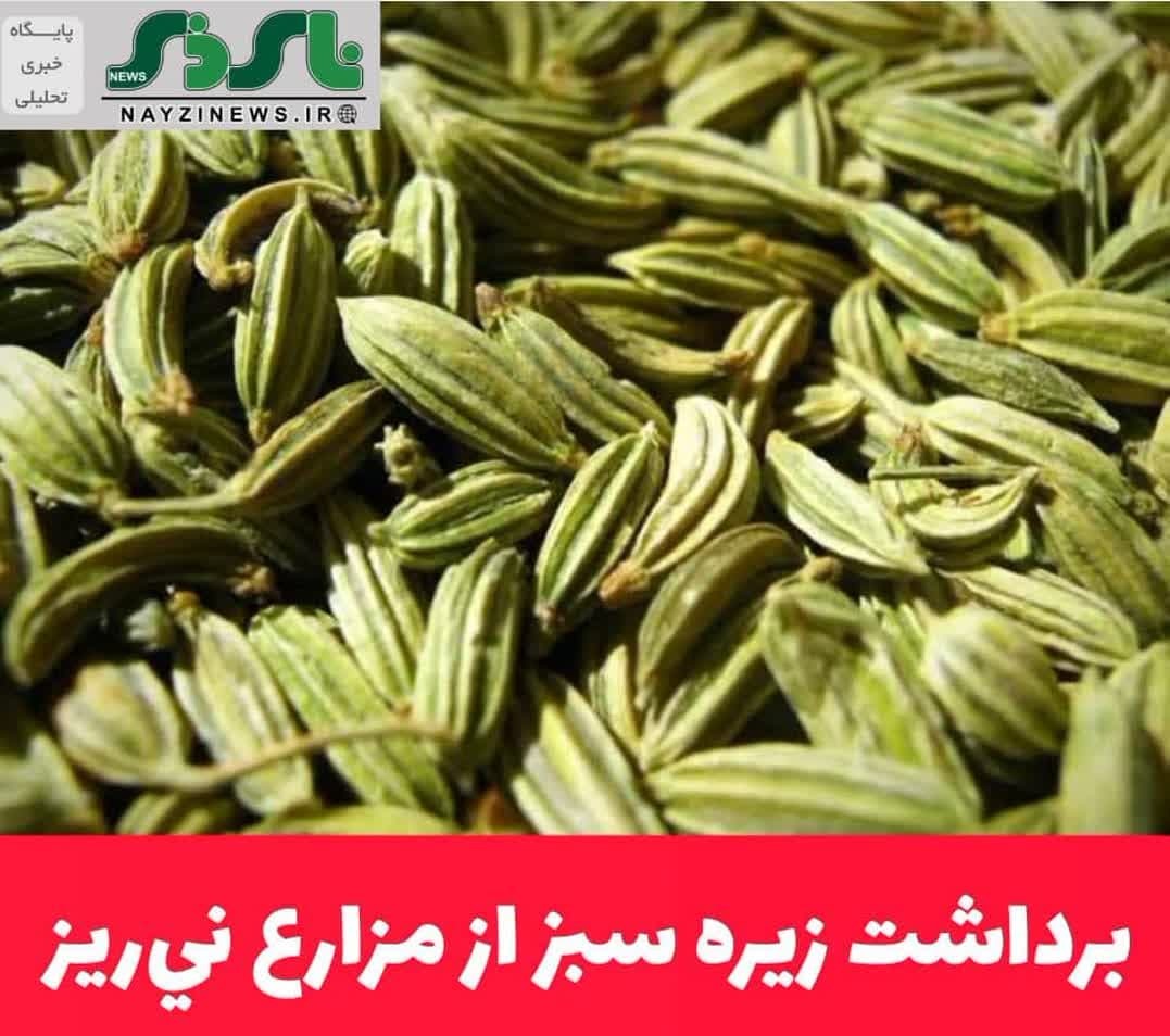 برداشت زیره سبز از مزارع ني‌ريز