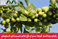 پایان برداشت گوجه سبز از باغ های شهرستان استهبان