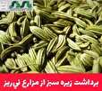 برداشت زیره سبز از مزارع ني‌ريز