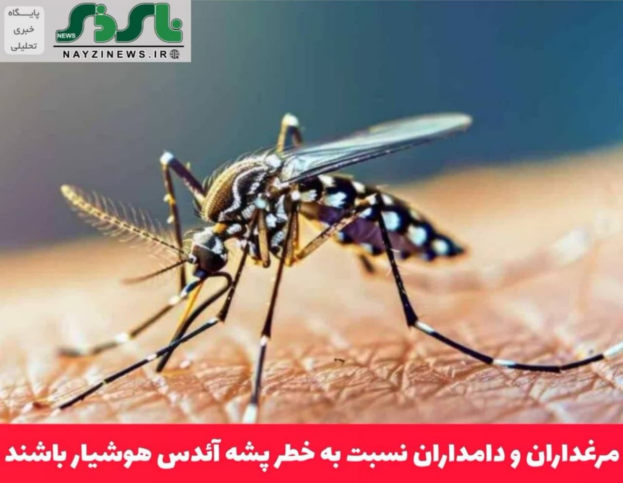 مرغداران و دامداران نسبت به خطر پشه آئدس هوشیار باشند