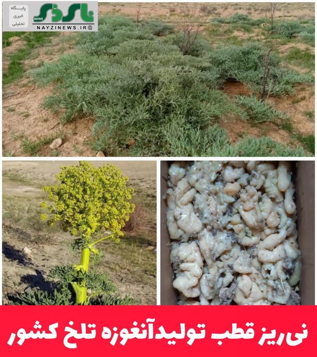 نی‌ریز قطب تولیدآنغوزه تلخ کشور