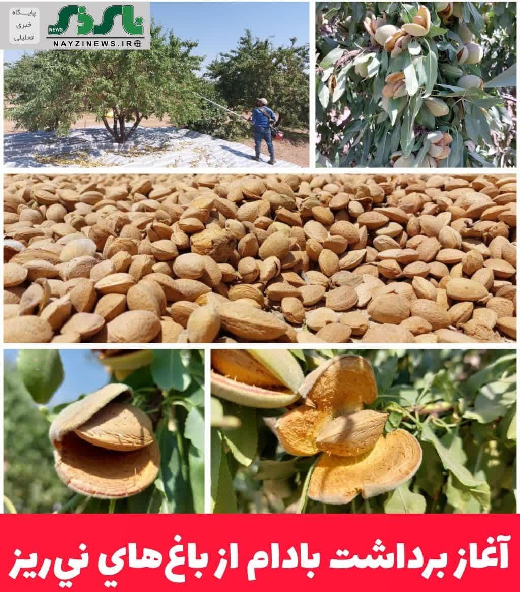 آغاز برداشت بادام از باغ‌هاي ني‌ريز