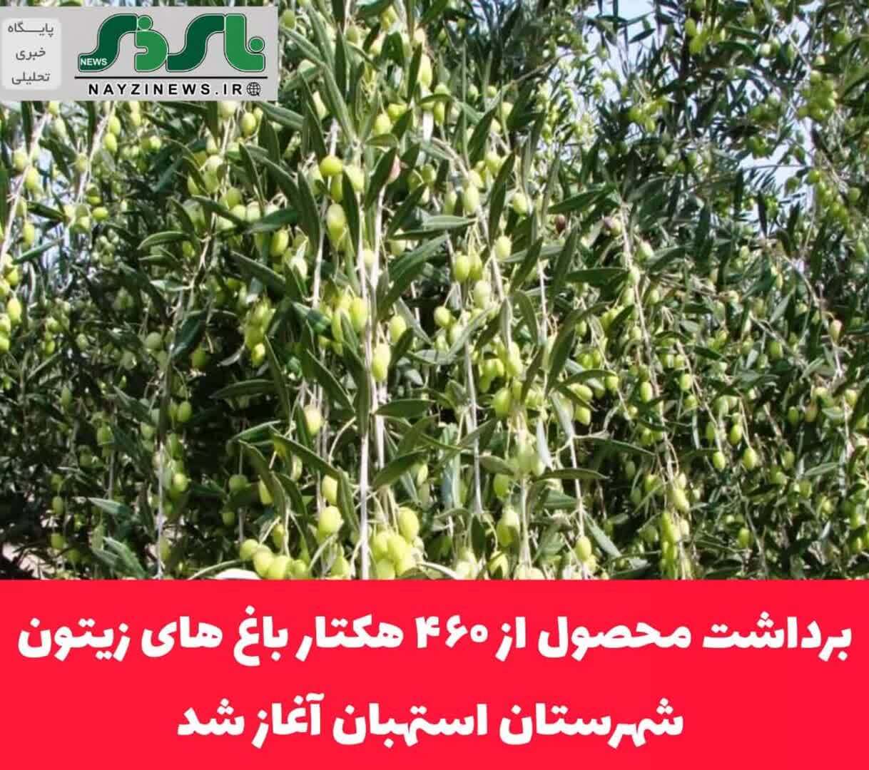 برداشت محصول از ۴۶۰ هکتار باغ های زیتون شهرستان استهبان آغاز شد