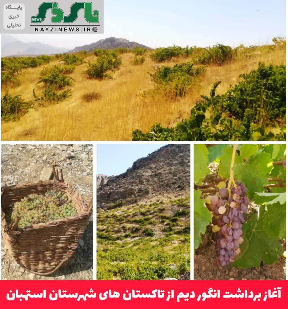 آغاز برداشت انگور دیم از تاکستان های شهرستان استهبان