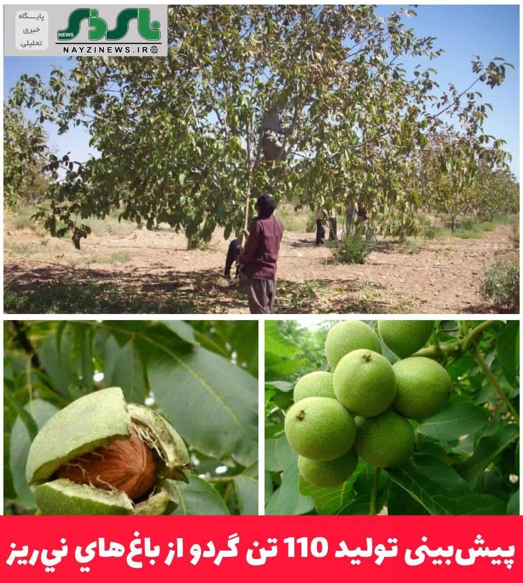 پیش‌بینی تولید 110 تن گردو از باغ‌هاي ني‌ريز
