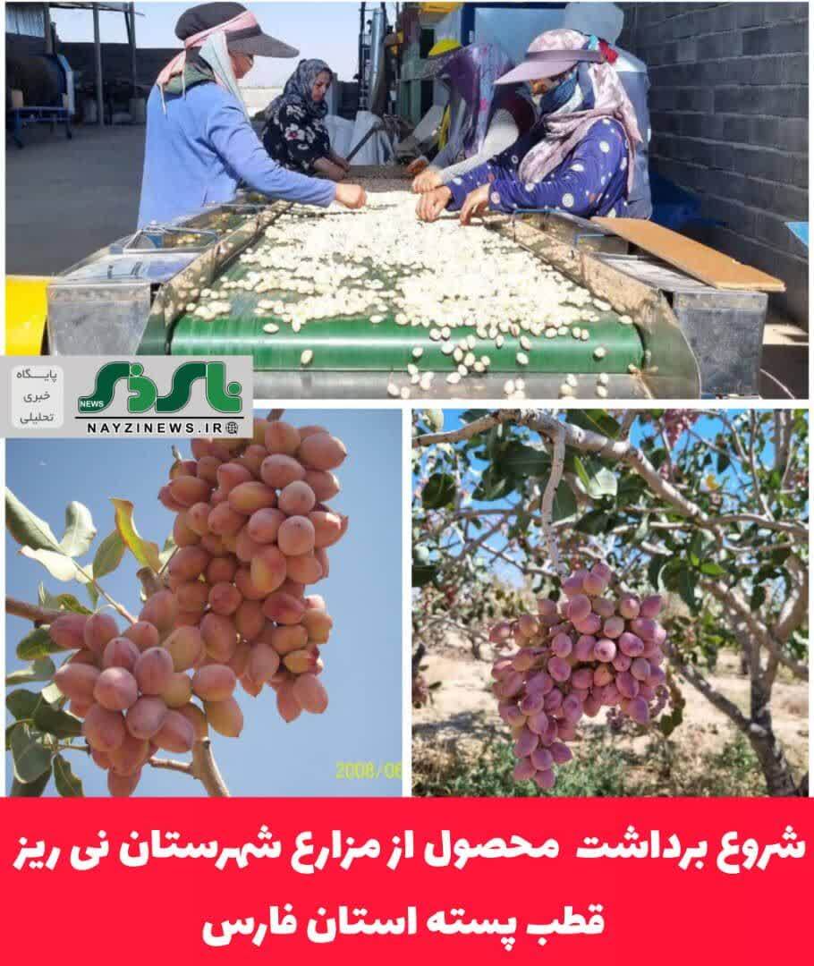 شروع برداشت محصول از باغات شهرستان نی ریز، قطب پسته استان فارس شروع برداشت محصول از باغات شهرستان نی ریز، قطب پسته استان فارس