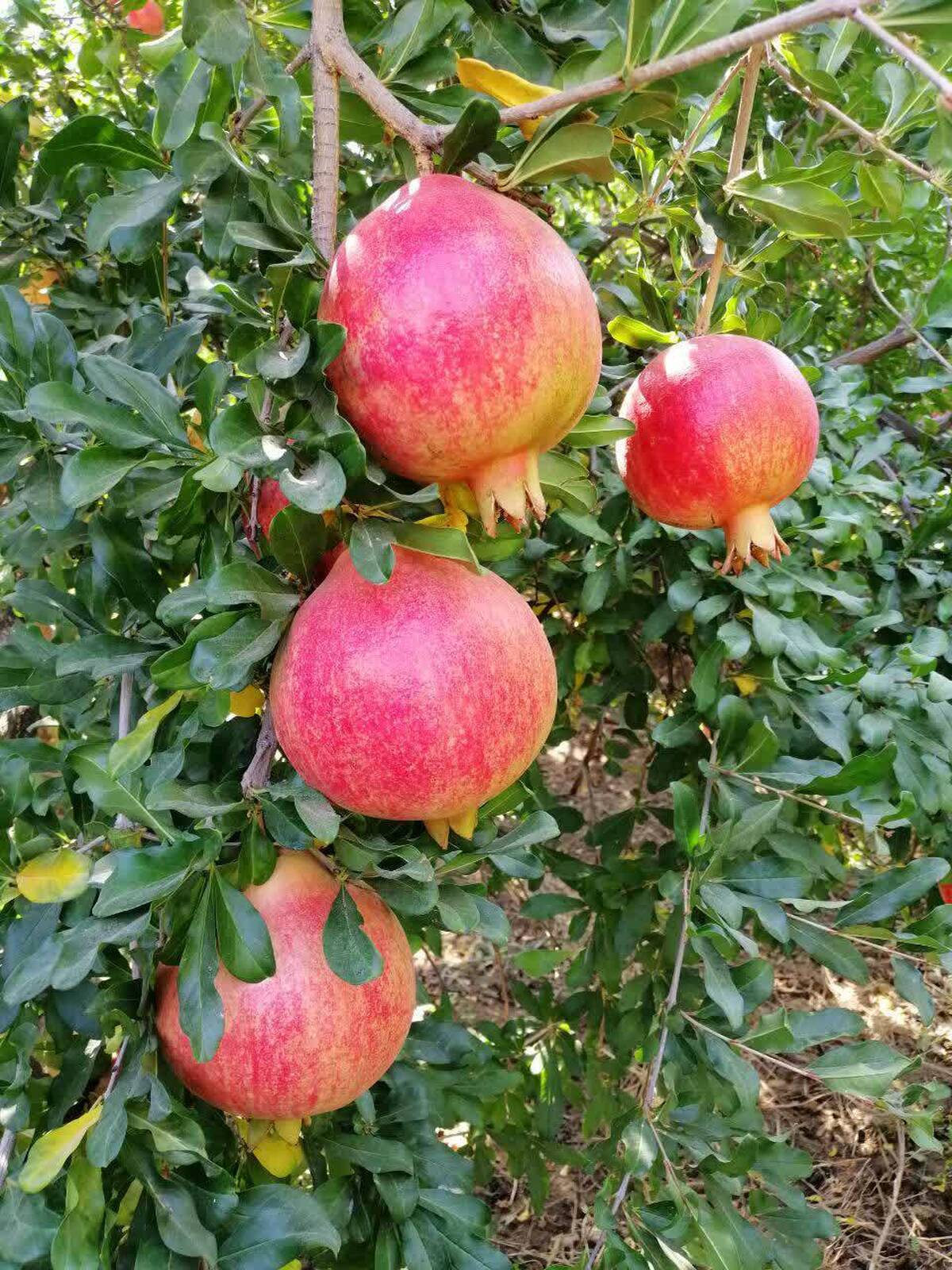 انار رباب نی‌ریز با شهرت جهانی، در معرض تهدید خشکسالی و آفات