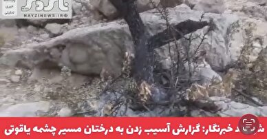  کلیپ/ گزارش کوهنوردان از آسیب رساندن عده ای ناآگاه به طبیعت و درختان در مسیر چشمه یاقوتی کوه قبله نی ریز