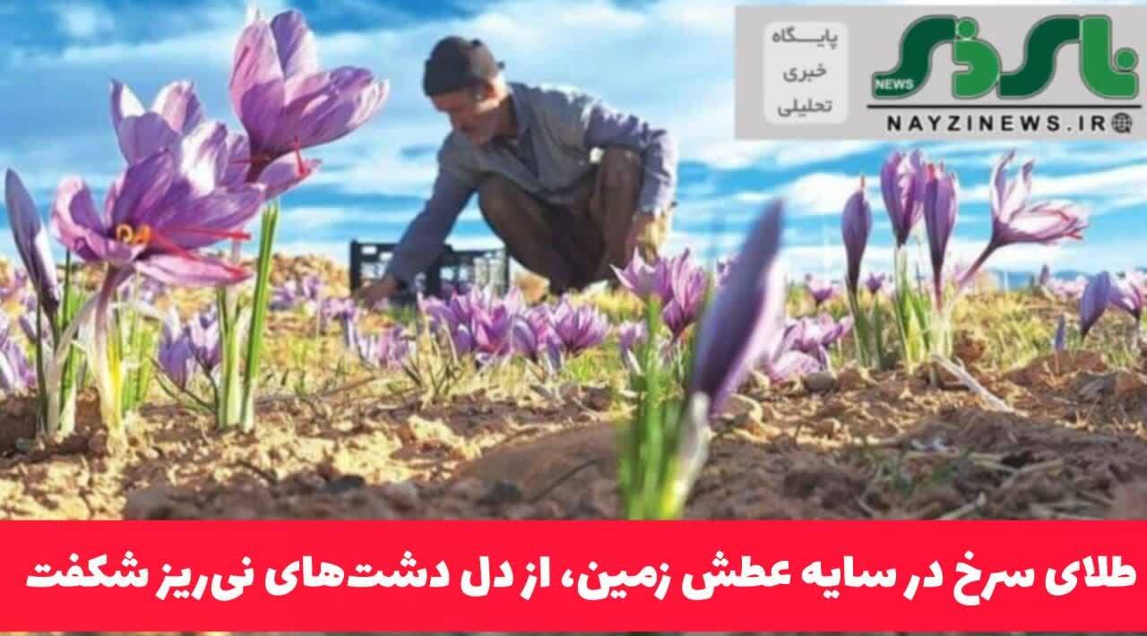 طلای سرخ در سایه عطش زمین، از دل دشتهای نیریز شکفت طلای سرخ در سایه عطش زمین، از دل دشتهای نیریز شکفت