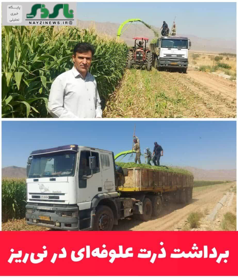 برداشت ذرت علوفه‌ای در نی‌ریز