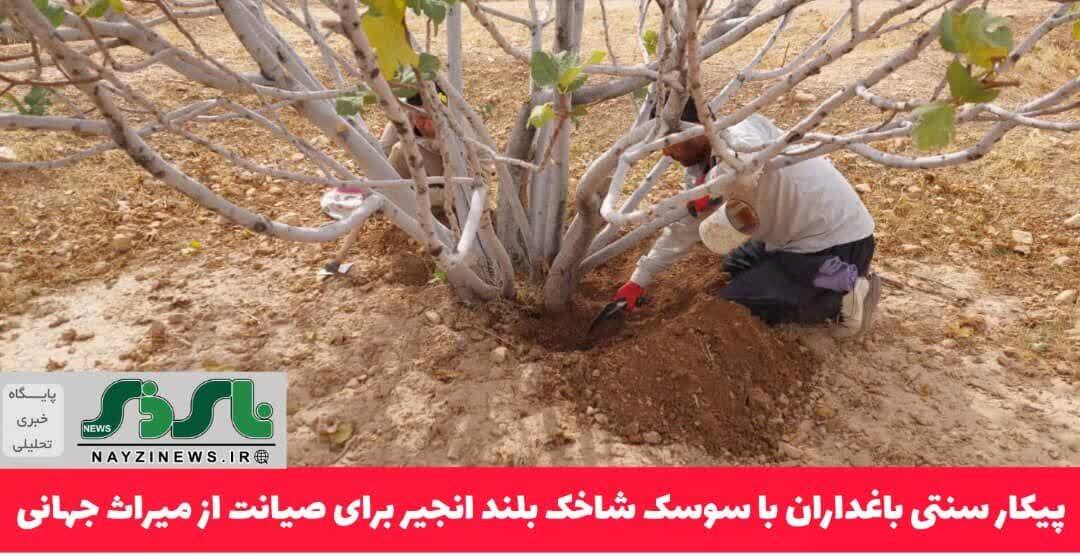 پیکار سنتی باغداران با سوسک شاخک بلند انجیر برای صیانت از میراث جهانی پیکار سنتی باغداران با سوسک شاخک بلند انجیر برای صیانت از میراث جهانی