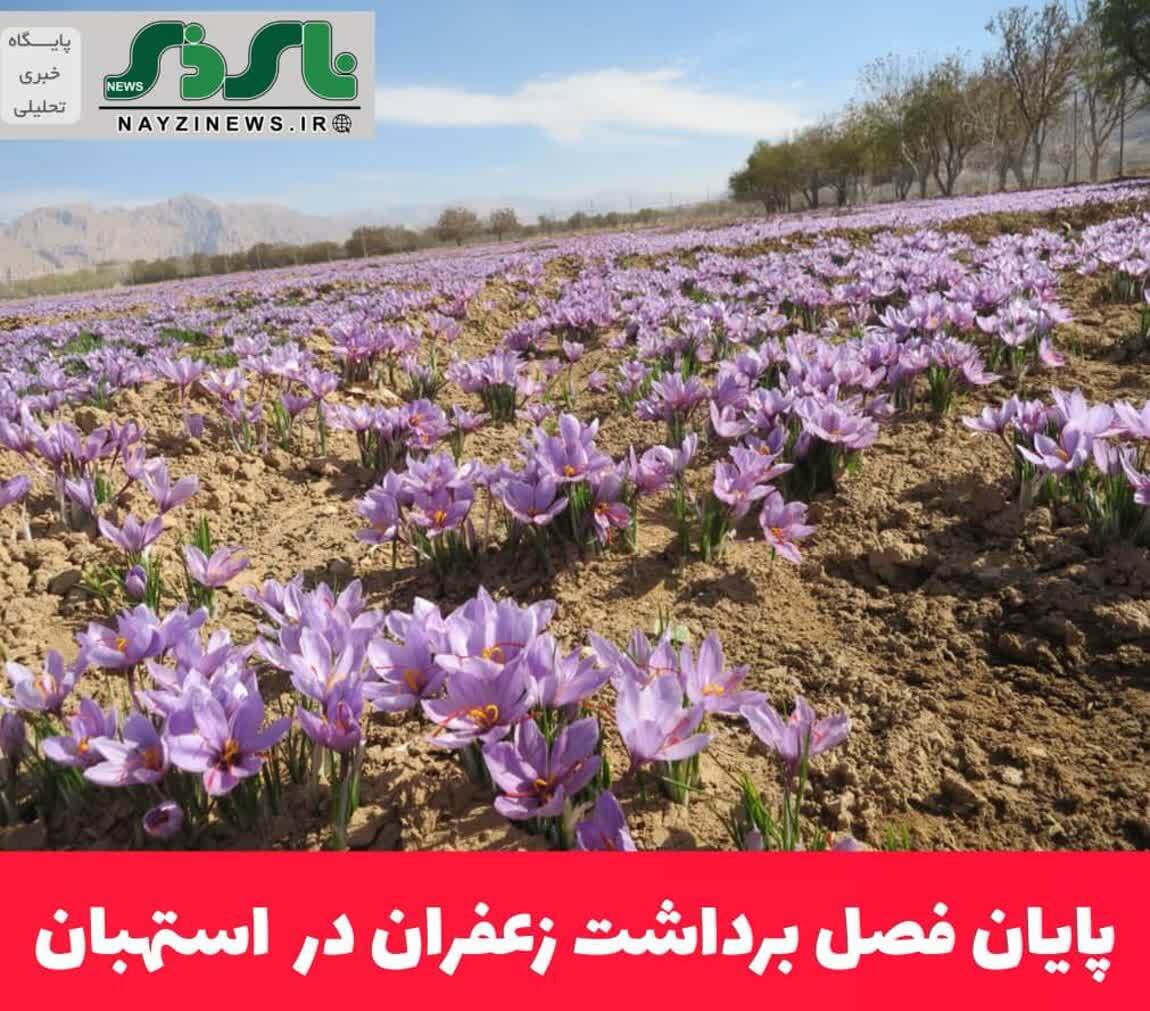 پایان فصل برداشت زعفران در استهبان پایان فصل برداشت زعفران در استهبان