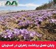 پایان فصل برداشت زعفران در استهبان