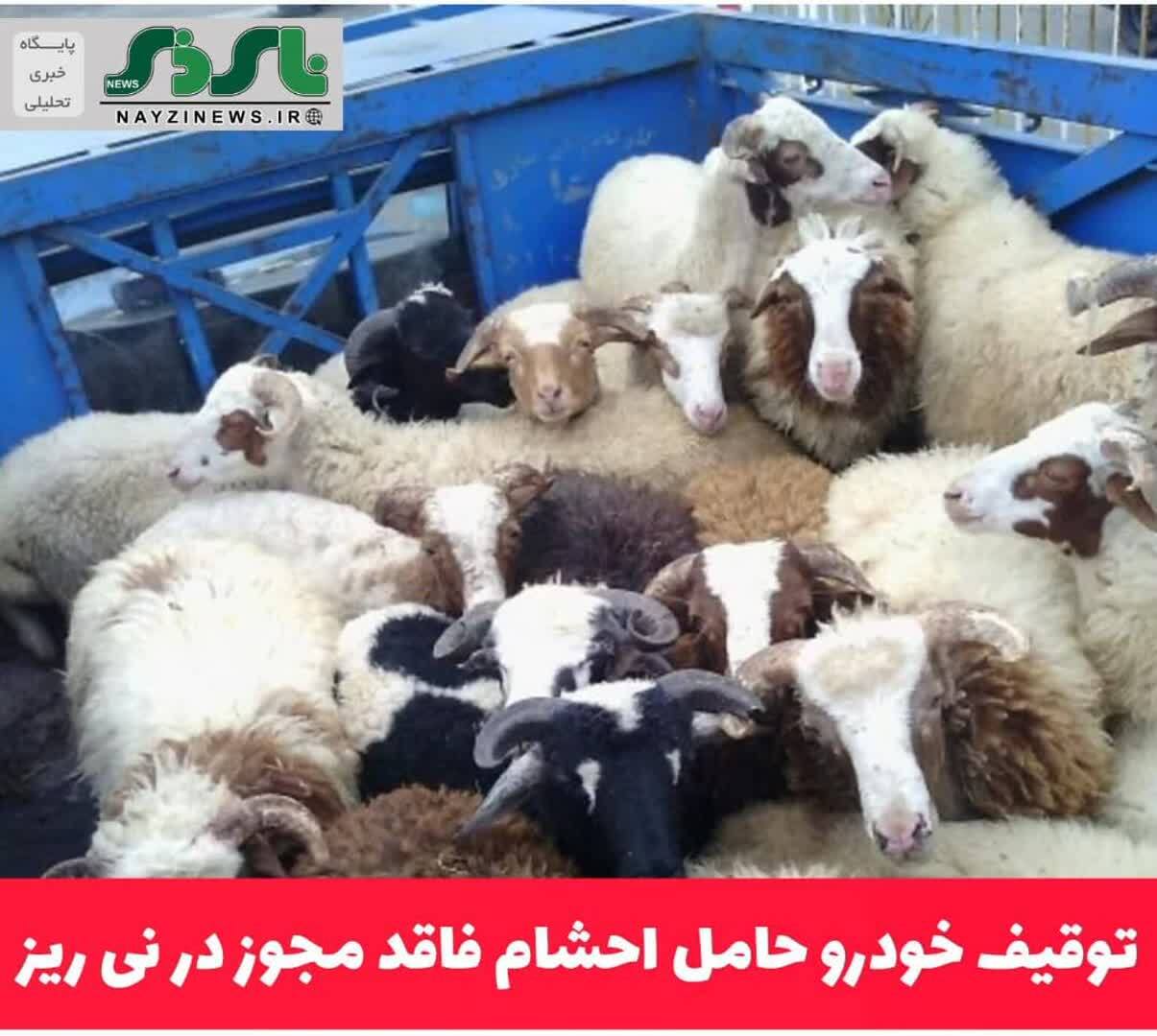 توقيف خودرو حامل احشام فاقد مجوز در نی ریز توقيف خودرو حامل احشام فاقد مجوز در نی ریز