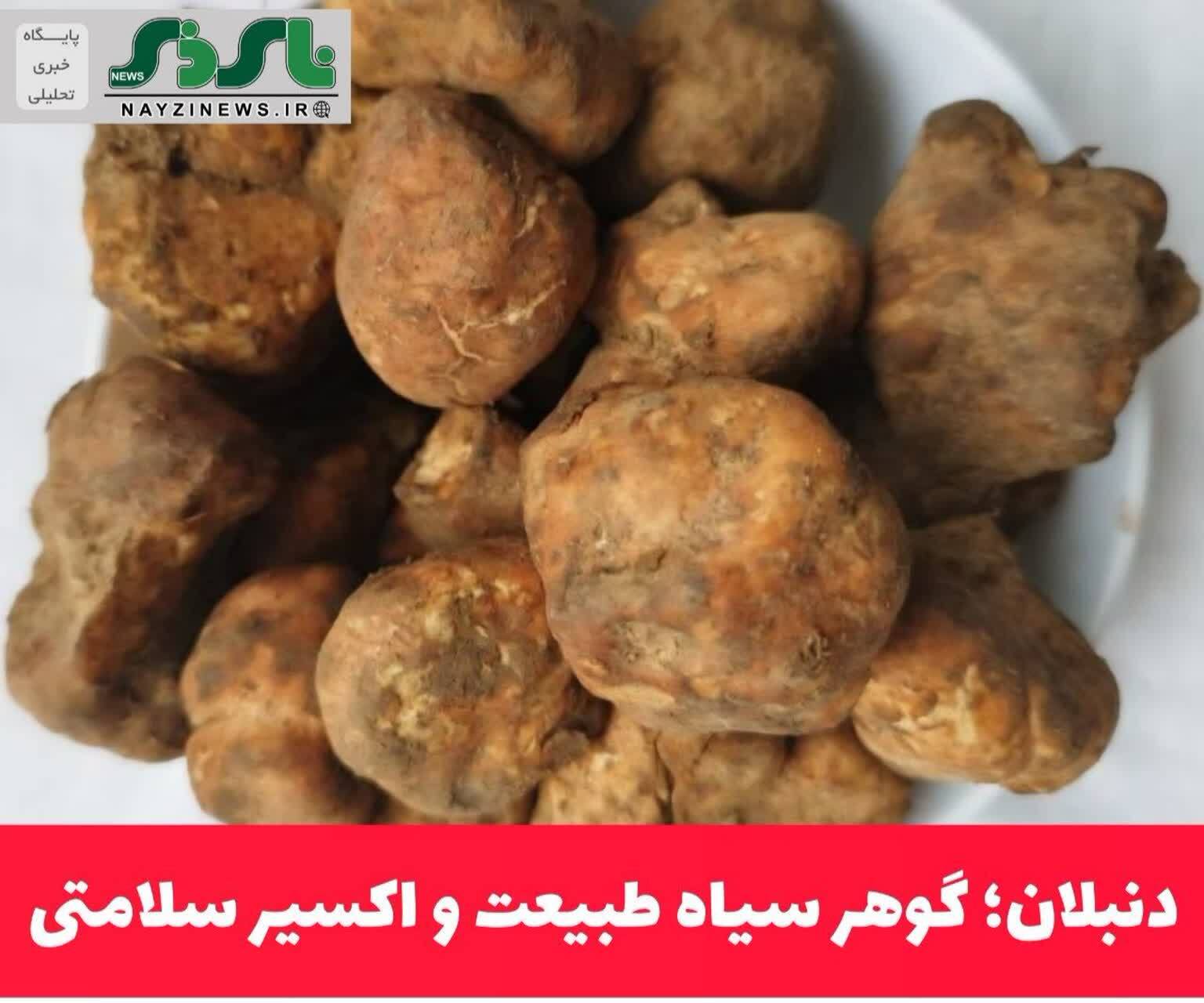 دنبلان؛ گوهر سیاه طبیعت و اکسیر سلامتی دنبلان؛ گوهر سیاه طبیعت و اکسیر سلامتی