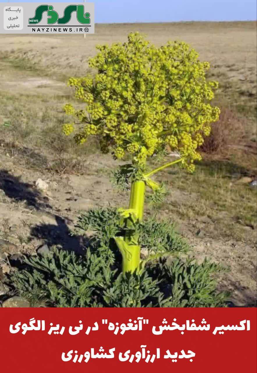 اکسیر شفابخش اکسیر شفابخش