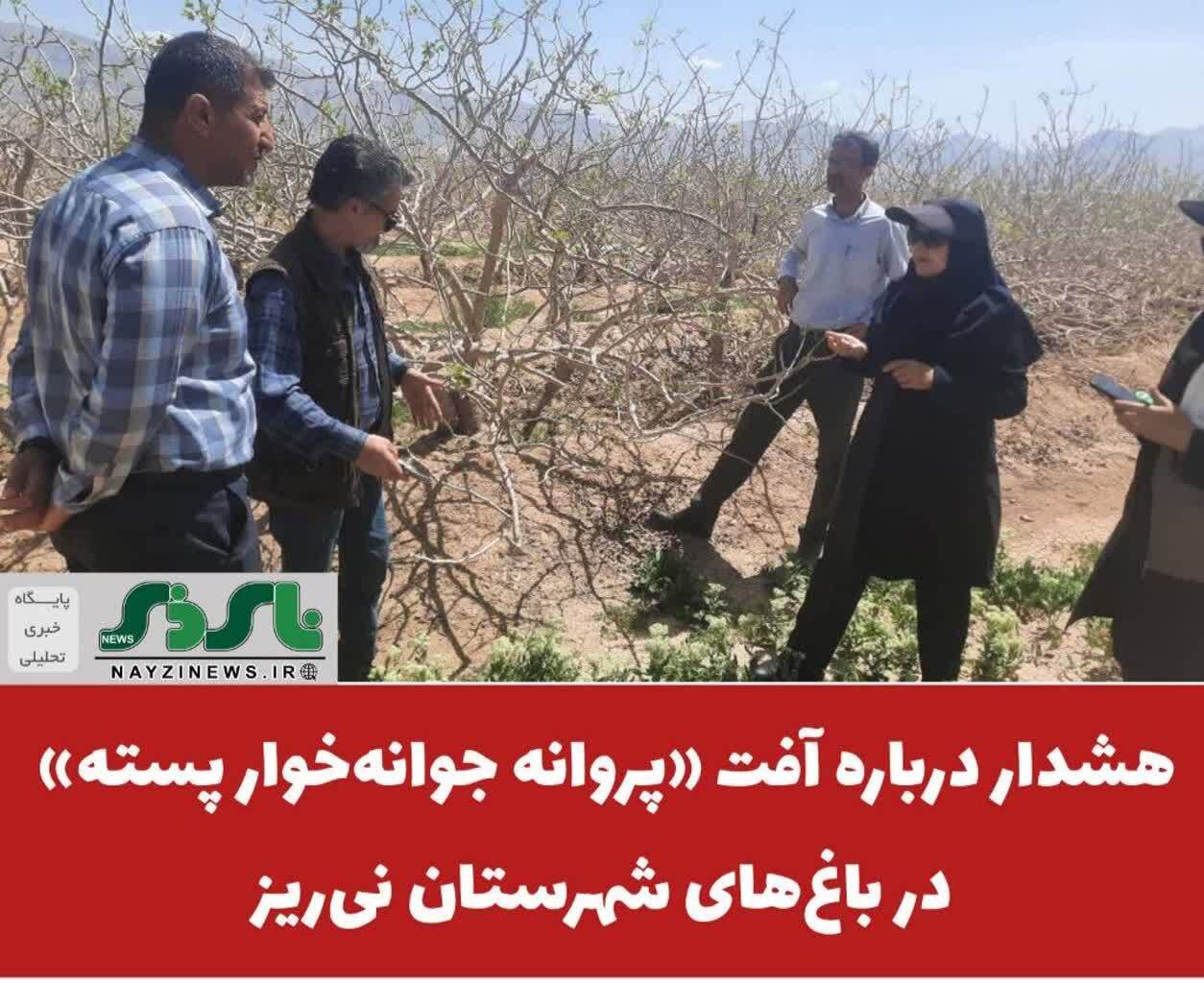 هشدار درباره آفت «پروانه جوانه‌خوار پسته» در باغ‌های شهرستان نی‌ریز