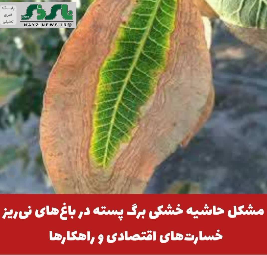 مشکل حاشیه خشکی برگ پسته در باغ‌های نی‌ریز؛ خسارت‌های اقتصادی و راهکارها