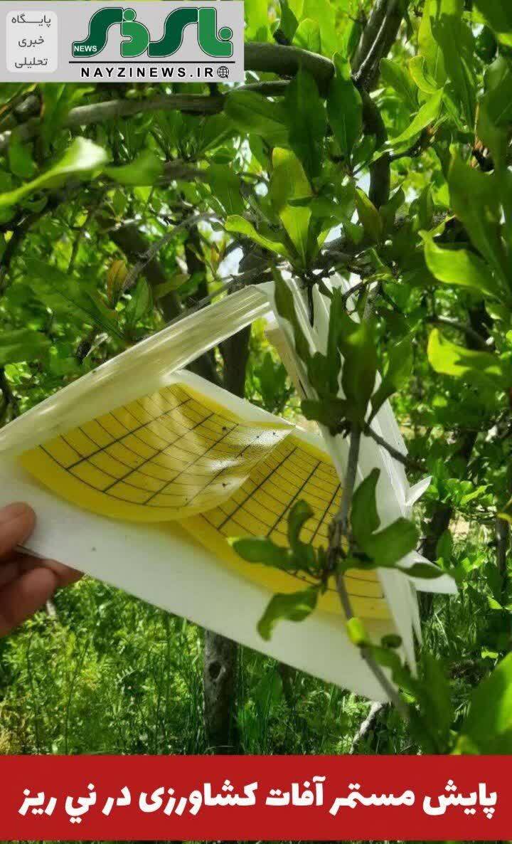 پایش مستمر آفات کشاورزی در ني ريز / از پروانه گلوگاه انار تا مگس میوه مدیترانه ای پایش مستمر آفات کشاورزی در ني ريز / از پروانه گلوگاه انار تا مگس میوه مدیترانه ای