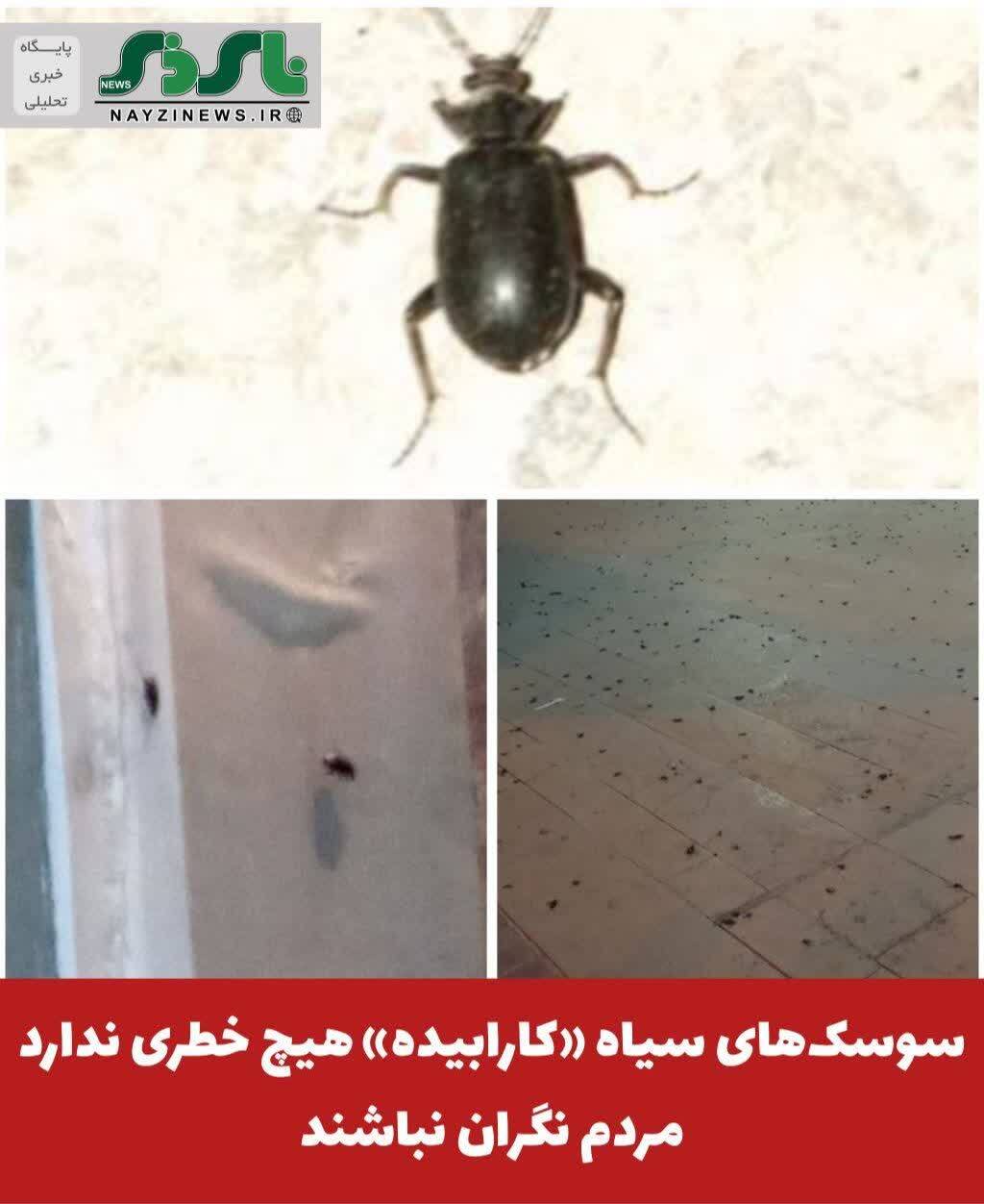 سوسکهای سیاه «کارابیده» هیچ خطری ندارد؛ مردم نگران نباشند سوسکهای سیاه «کارابیده» هیچ خطری ندارد؛ مردم نگران نباشند