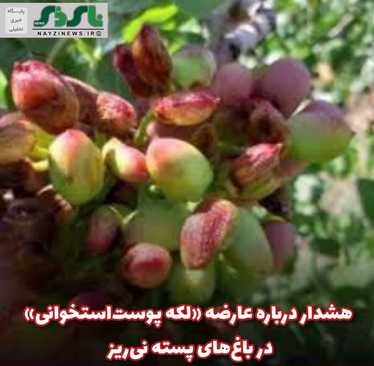 هشدار درباره عارضه‌ «لکه پوست‌استخوانی» در باغ‌های پسته نی‌ریز