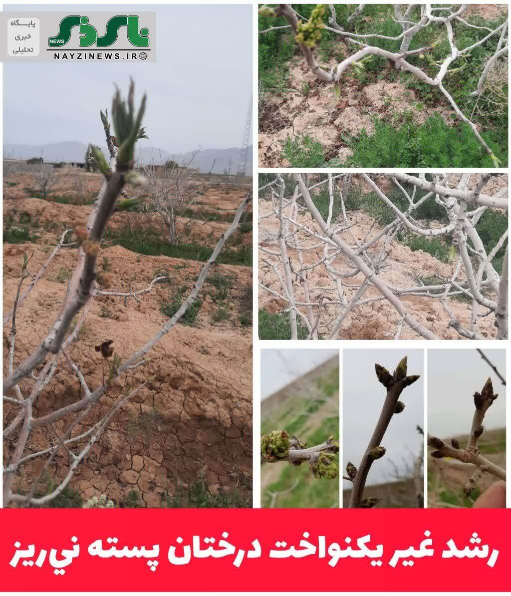 رشد غیر یکنواخت درختان پسته نيریز رشد غیر یکنواخت درختان پسته نيریز