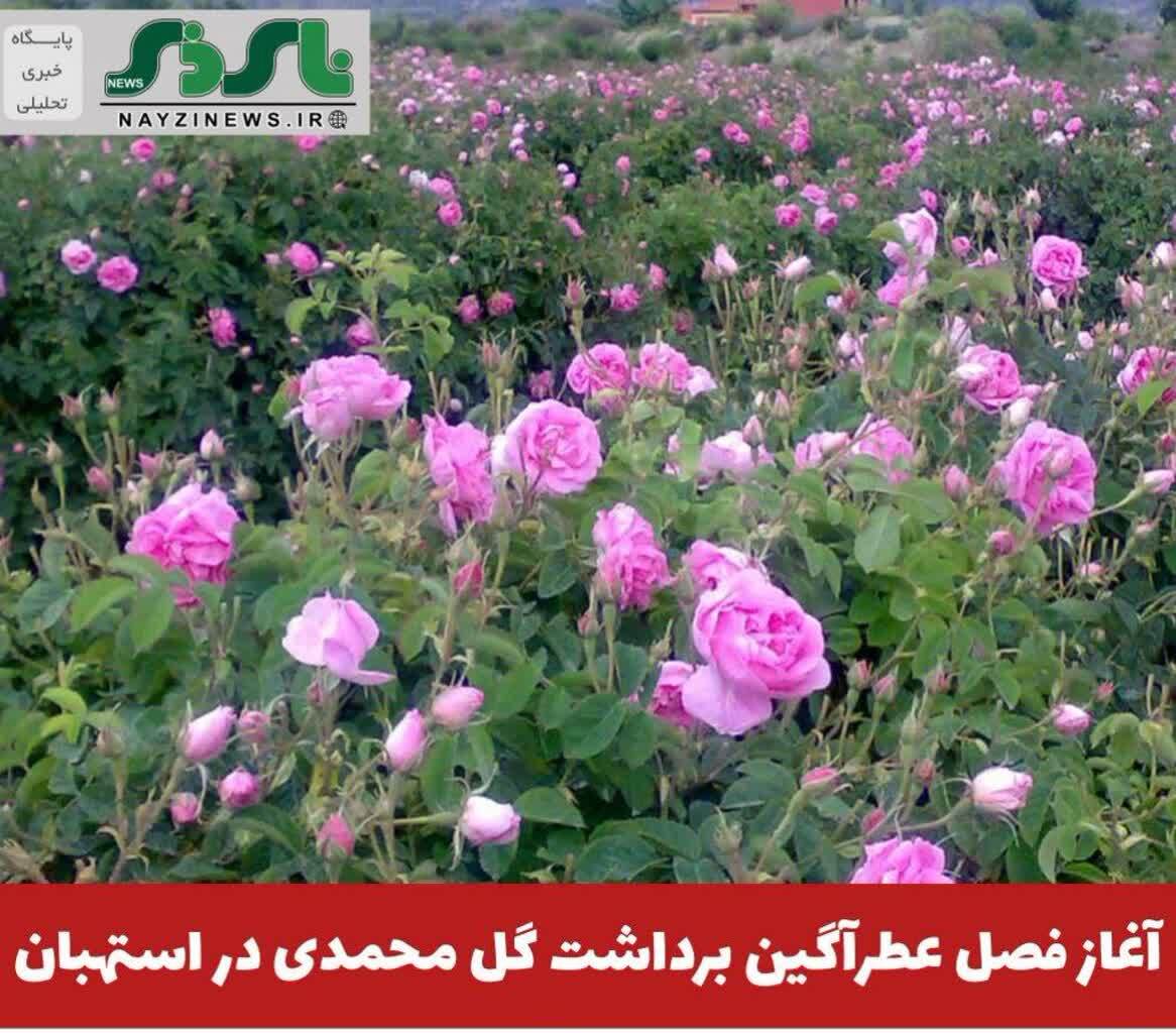 آغاز فصل عطرآگین برداشت گل محمدی در استهبان آغاز فصل عطرآگین برداشت گل محمدی در استهبان