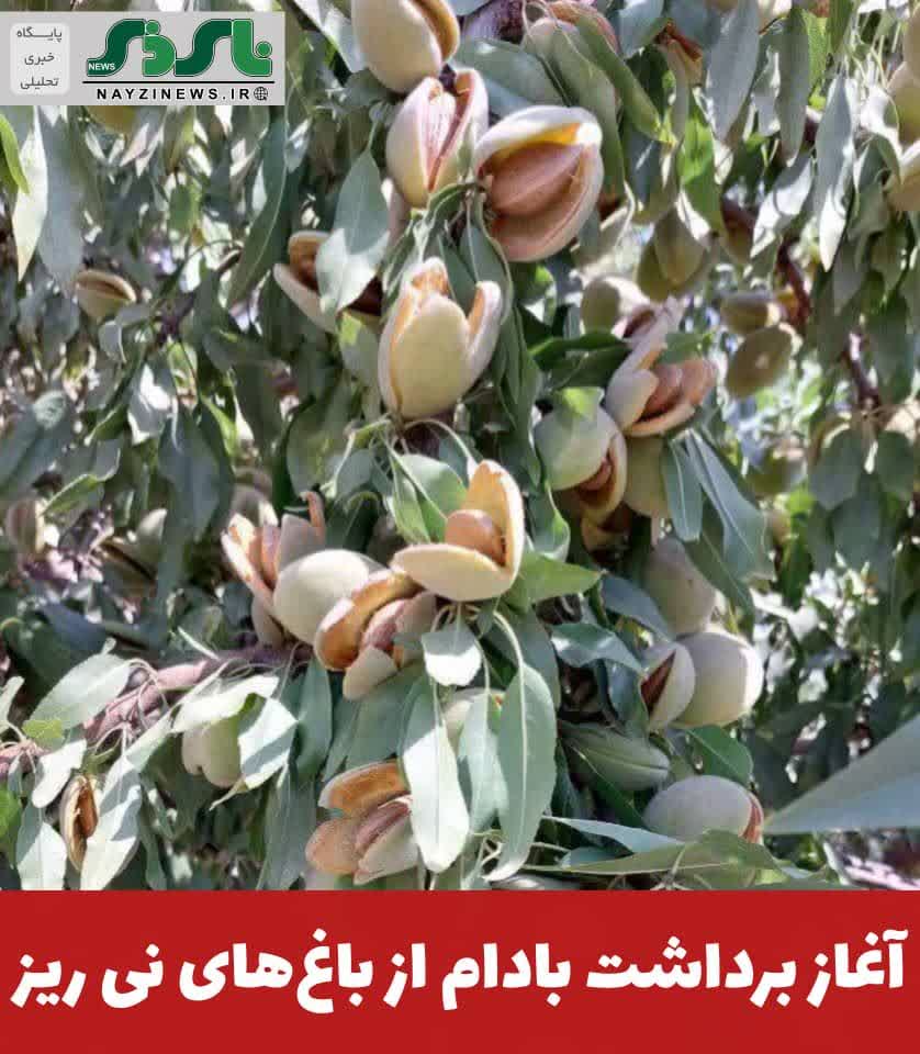 مدير جهادكشاورزي شهرستان ني ريز گفت: برداشت محصول بادام از ۲۳۵۰ هكتار باغ هاي اين شهرستان آغاز شده است و تا اوایل مهر ماه ادامه دارد. مدير جهادكشاورزي شهرستان ني ريز گفت: برداشت محصول بادام از ۲۳۵۰ هكتار باغ هاي اين شهرستان آغاز شده است و تا اوایل مهر ماه ادامه دارد.