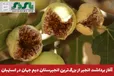 آغاز برداشت انجیر از بزرگ‌ترین انجیرستان دیم جهان در استهبان