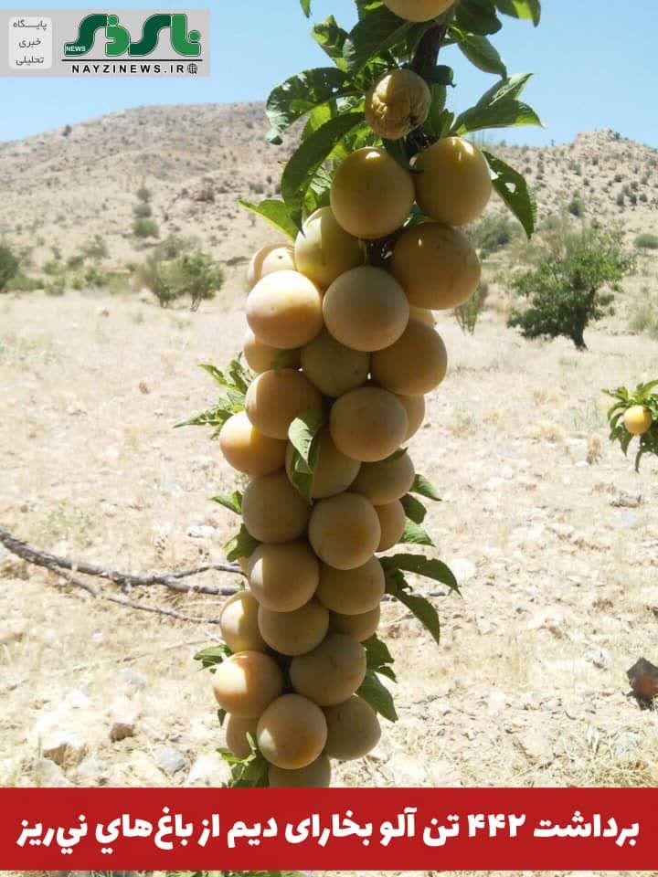برداشت ۴۴۲ تن آلو بخارای دیم از باغهاي نيريز برداشت ۴۴۲ تن آلو بخارای دیم از باغهاي نيريز