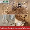  پاییز؛ زمان اجرای عملیات کِرمَکی در انجیرستان‌ها / توصیه به باغداران برای کنترل آفت و حفظ درختان کهنسال
