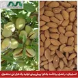  استهبان در فصل برداشت بادام؛ پیش‌بینی تولید یک‌هزار تن محصول