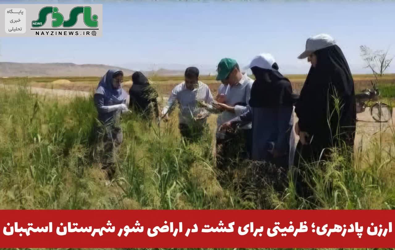ارزن پادزهری؛ ظرفیتی برای کشت در اراضی شور شهرستان استهبان ارزن پادزهری؛ ظرفیتی برای کشت در اراضی شور شهرستان استهبان
