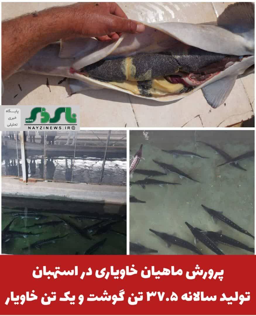 پرورش ماهیان خاویاری در استهبان ، تولید سالانه ۳۷.۵ تن گوشت و یک تن خاویار