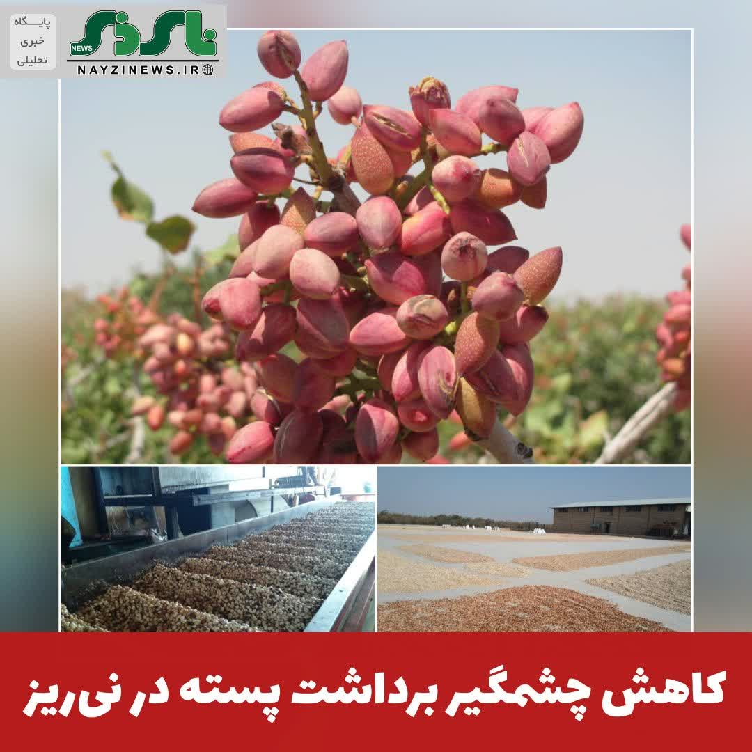 کاهش چشمگیر برداشت پسته در نیریز؛ سرما و گرما به باغها خسارت زد کاهش چشمگیر برداشت پسته در نیریز؛ سرما و گرما به باغها خسارت زد