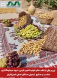 نی‌ریز یکی از قطب های تولید انجیر فارس است/ نبود سرمایه‌گذاری مناسب و صنایع  تبدیلی،مشکل اصلی انجیرکاران
