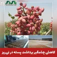  کاهش چشمگیر برداشت پسته در نی‌ریز؛ سرما و گرما به باغ‌ها خسارت زد