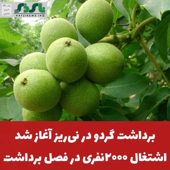 برداشت گردو در نی‌ریز آغاز شد ، اشتغال ۲۰۰۰نفری در فصل برداشت