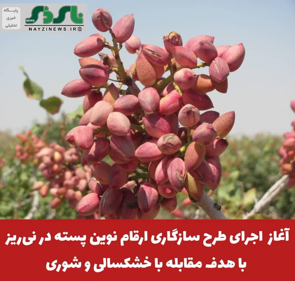  آغاز طرح سازگاری ارقام نوین پسته در نی‌ریز با هدف مقابله با خشکسالی و شوری