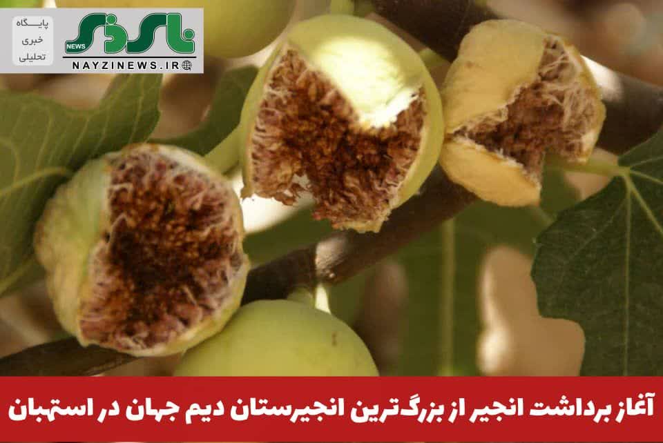 آغاز برداشت انجیر از بزرگترین انجیرستان دیم جهان در استهبان آغاز برداشت انجیر از بزرگترین انجیرستان دیم جهان در استهبان