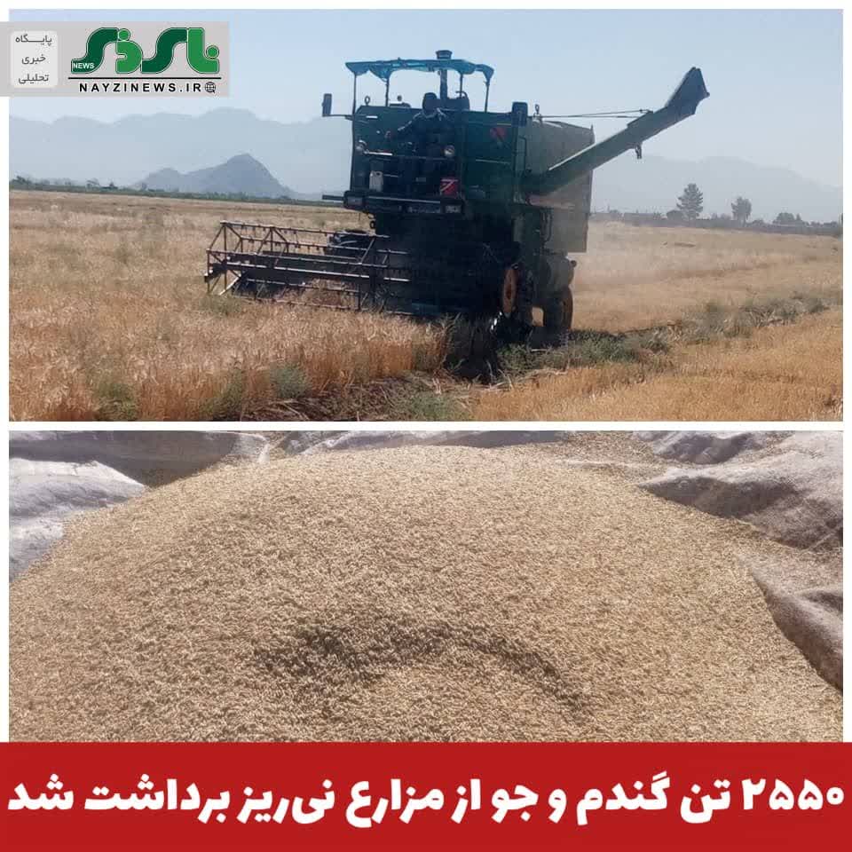 ۲۵۵۰ تن گندم و جو از مزارع نیریز برداشت شد ۲۵۵۰ تن گندم و جو از مزارع نیریز برداشت شد