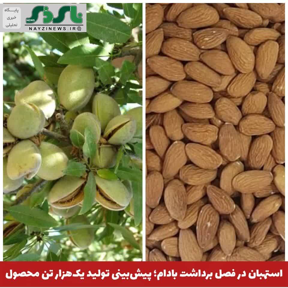  استهبان در فصل برداشت بادام؛ پیش‌بینی تولید یک‌هزار تن محصول